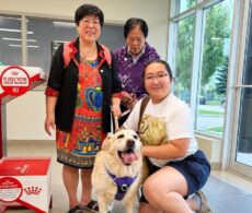 SPCA Roussillon : une labrador réunie avec sa famille 4 ans plus tard