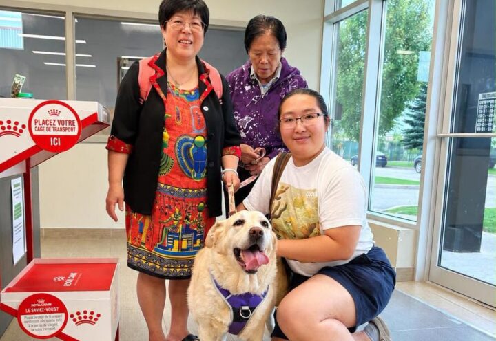 SPCA Roussillon : une labrador réunie avec sa famille 4 ans plus tard